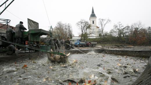 Výlov Bošileckého rybníka, v pozadí kostel sv. Martina
