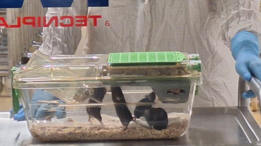 Světově unikátní myš z Českého centra pro fenogenomiku