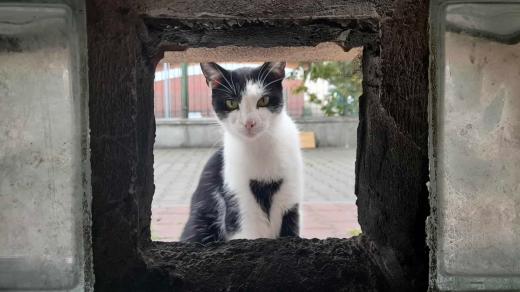 Ve Varšavě je registrovaných asi 28 tisíc volně žijících koček. Skutečný počet bude zřejmě vyšší