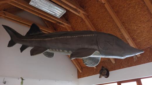 V expozici narazíte i na pětimetrovou maketu vyzy velké, největší sladkovodní ryby na světě