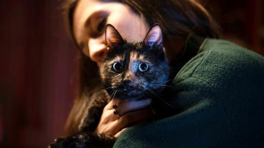 Co má tahle kočka možná na svědomí? Věřte nevěřte