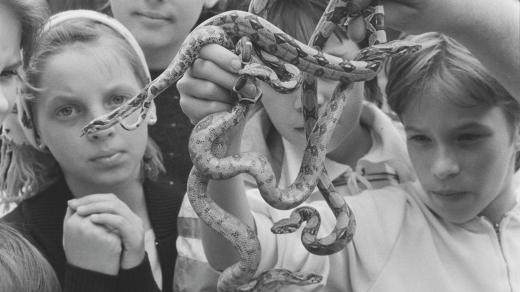 Stanice mladých přírodovědců zoologické zahrady v Brně. Na snímku děti s mláďaty hroznýše královského (1988)