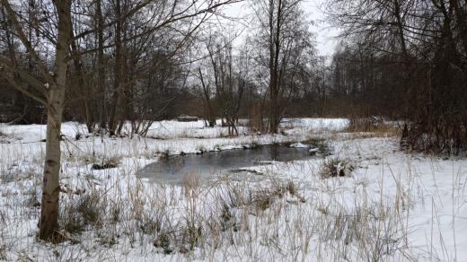 Mokřady hrají v krajině významnou roli, zadržují vodu a poskytují životní prostor mnoha druhům