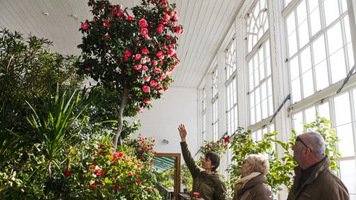 Výstava kamélií na zámku v Lysicích. Návštěvníci si mohou prohlédnout výjimečně zpřístupněnou oranžerii s rozkvetlými kaméliemi japonskými a skleník se sbírkou citrusovníků