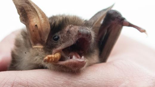 Netopýři denně sní velké množství hmyzu.