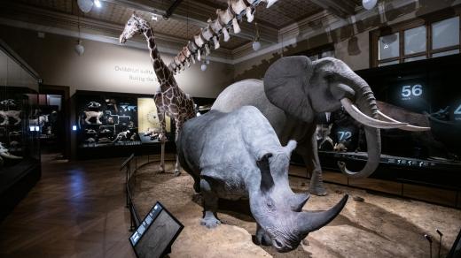 V Národním muzeu ale není jen Súdán. Další zvířata jsou k vidění ve stálé expozici Zázraky evoluce