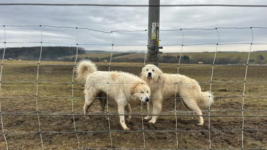 Stádo hlídají pastevečtí psi