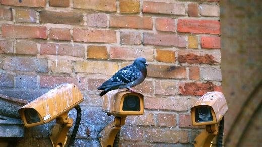 Holub sedící na bezpečnostní kameře