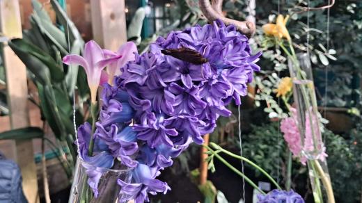 Expozice Jarní kvítí v Botanické zahradě Liberec