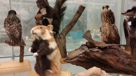 Zoologický depozitář Oblastního muzea v Ústí nad Labem