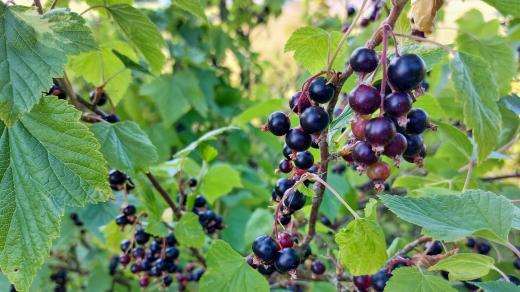 Černý rybíz ilustrační