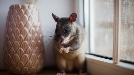 Krysa obrovská je inteligentní hlodavec