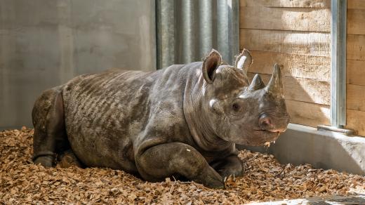 Safari Park Dvůr Králové rozšířil svou skupinu nosorožců dvourohých o novou samičku jménem Malia