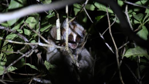 Outloň bengálský (Nycticebus bengalensis)