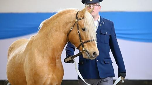 Přehlídka plemenných koní v Zemském hřebčinci v Písku (archivní foto z roku 2024)