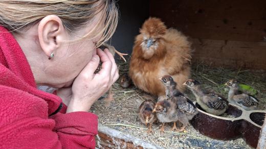 Slepice s kuřaty z chovu Ireny Horehleďové z Bílovic