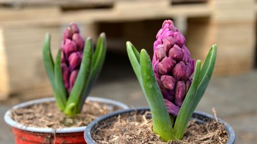 Růžové hyacinty