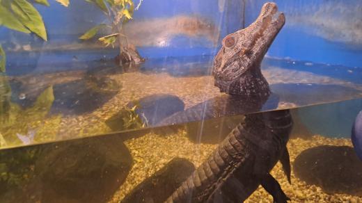 Jednou z obyvatelek exotické expozice je Julča, samička kajmánka trpasličího
