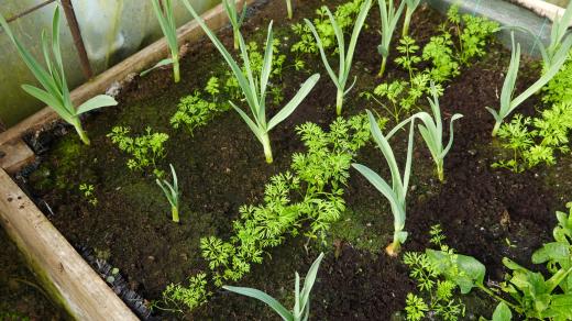 Česnek a mrkev v jednom záhonu