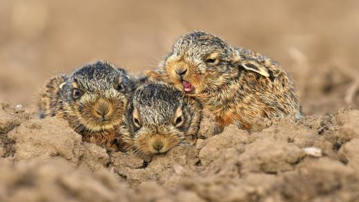 Mladí zajíci polní