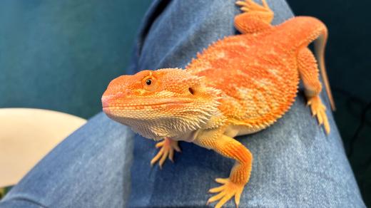 Agamy jsou roztomilí mazlíčci