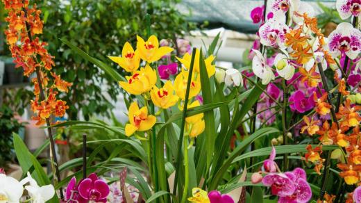 Orchideje
