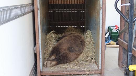 Medvědi v Krkonoších po třech stoletích! Safari Park Dvůr Králové zajistil převoz ze ZOO Košice