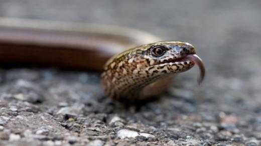 Slepýš má na rozdíl od hadů pohyblivá víčka a dokáže mrkat