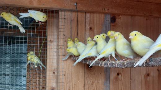 Ve dvou voliérách chová Bohumil Šlosar asi čtyřicet pět kanárů