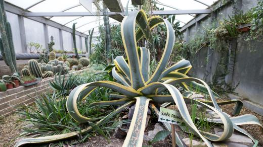 Botanická zahrada v Táboře