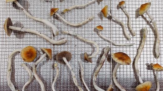 „Psilocybin je látka, která je v poslední době velmi intenzivně zkoumána pro antidepresivní účinky u normální depresí,“ říká Páleníček. Ilustrační foto