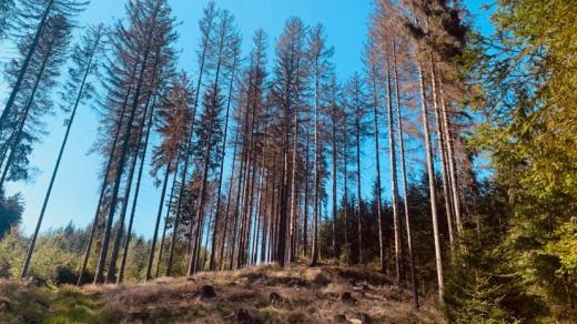 Část lesů v CHKO Broumovsko zasáhla letos kůrovcová kalamita nevídaných rozměrů