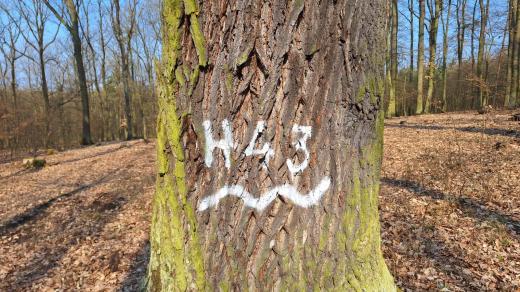 Plzeňští lesníci označují habitatové stromy