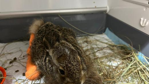 Kromě zajíců teď záchranné stanice očekávají taky mláďata veverek