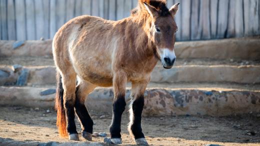 Kůň Převalského