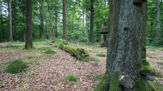 Bukový les (ilustr. foto)