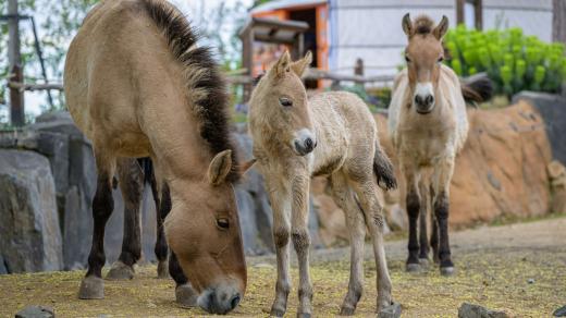 Kroky v pátek narozeného hříběte koně Převalského jsou každým dnem jistější, stále se však drží poblíž matky