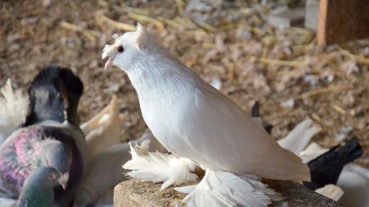 Chovný jedinec německého dvojvrkočatého bubláka bílého