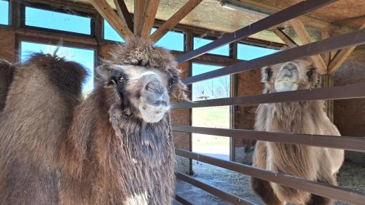 Velbloudice Amara a Frída v Zoo Tábor
