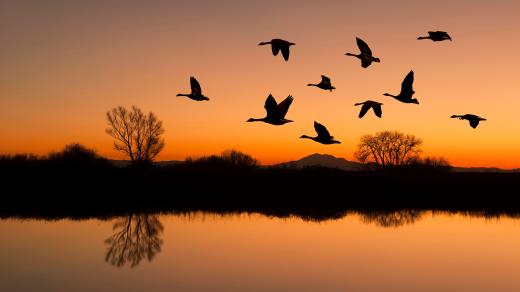 Noční migrace ptáků