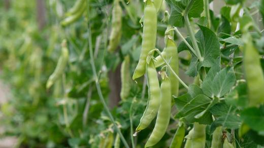 Hrách setý (Pisum sativum)