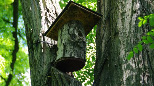 Ptačí budky mohou být různých konstrukcí