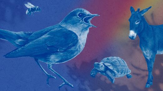 Mistři pěvci opeřenci a jiné zvířectvo s Lukášem Hurníkem