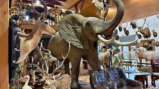 Africké muzeum Safari