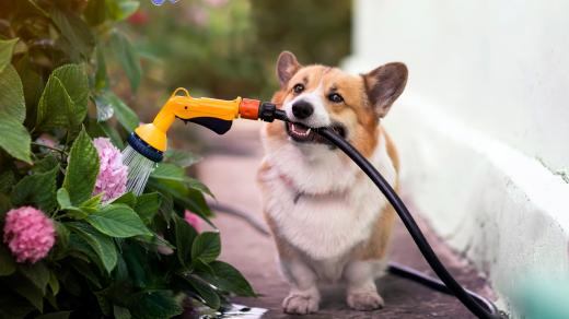 I pejsek umístěný na zahradě potřebuje procházky