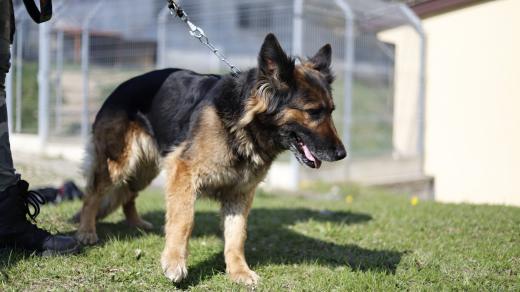 Fenka německého ovčáka