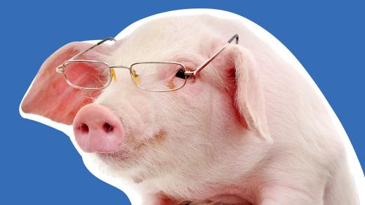 Jsou prasata chytrá?