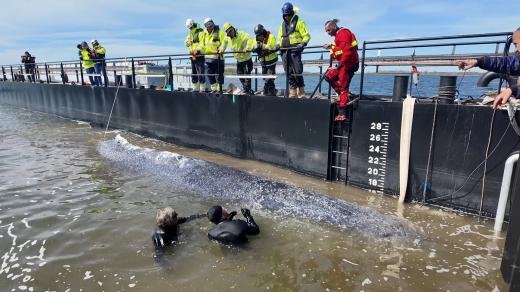 Velryba Timmy a záchranáři