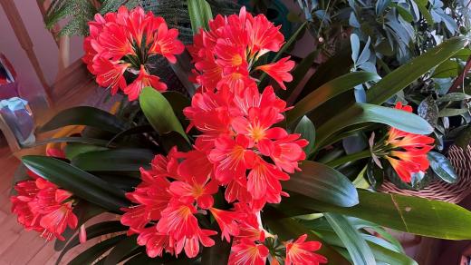 Klívie neboli řemenatka