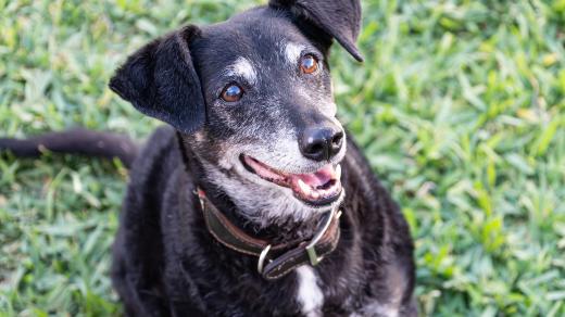 I staří psi si zaslouží pěkný domov